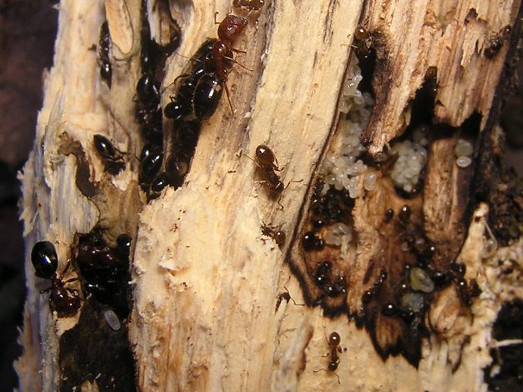 C. truncatus y temnos en un mismo palito.
