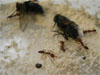 Captura del video de anochetus.