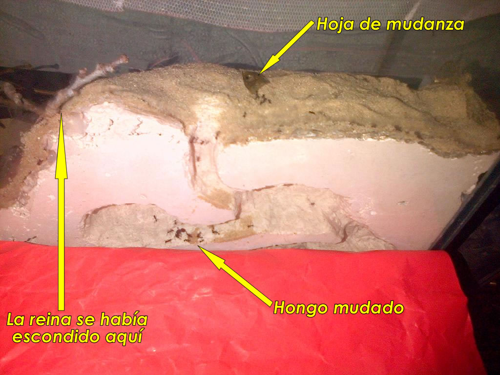 Mudanza01