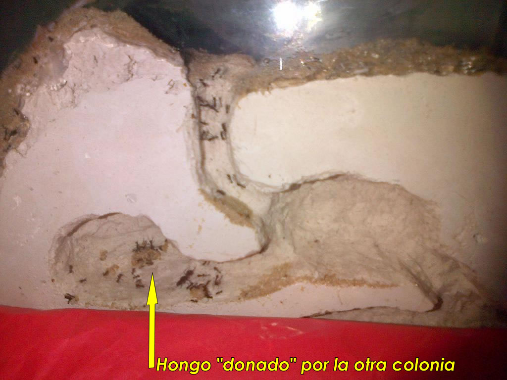 Mudanza03