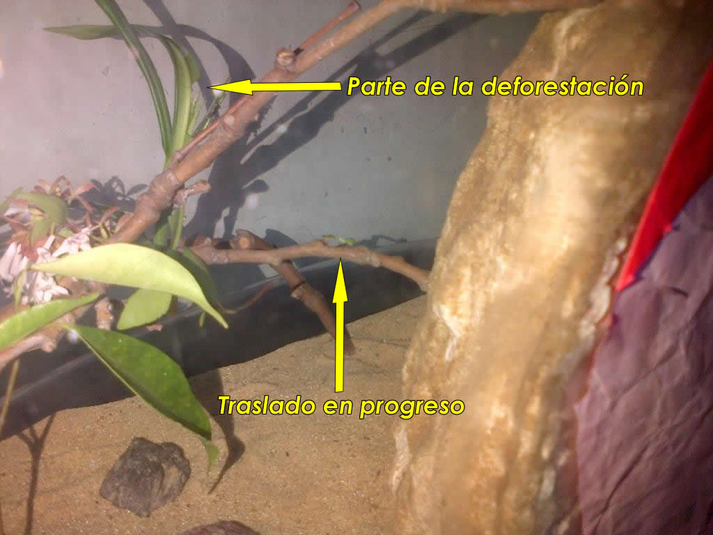 Forrajeo10