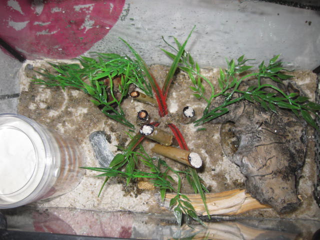 terrario guillermo