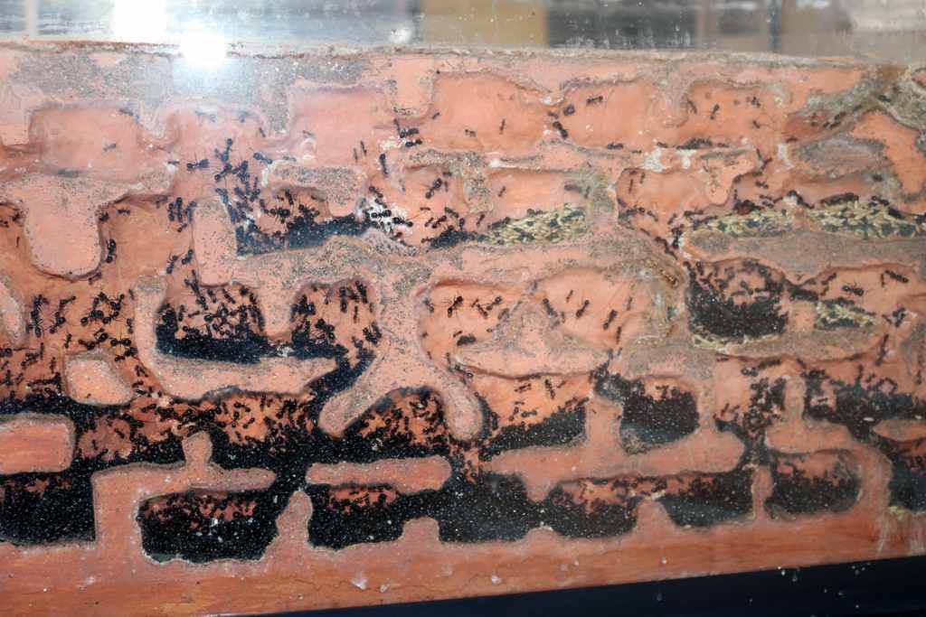 Hormiguero messor barbarus