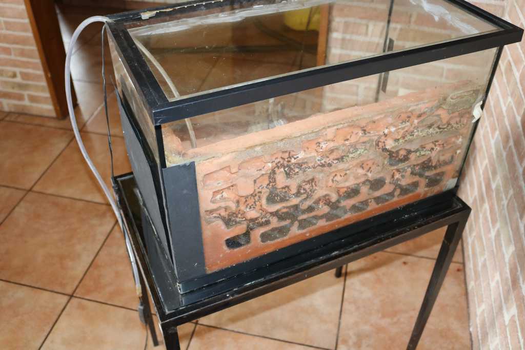 Hormiguero messor barbarus