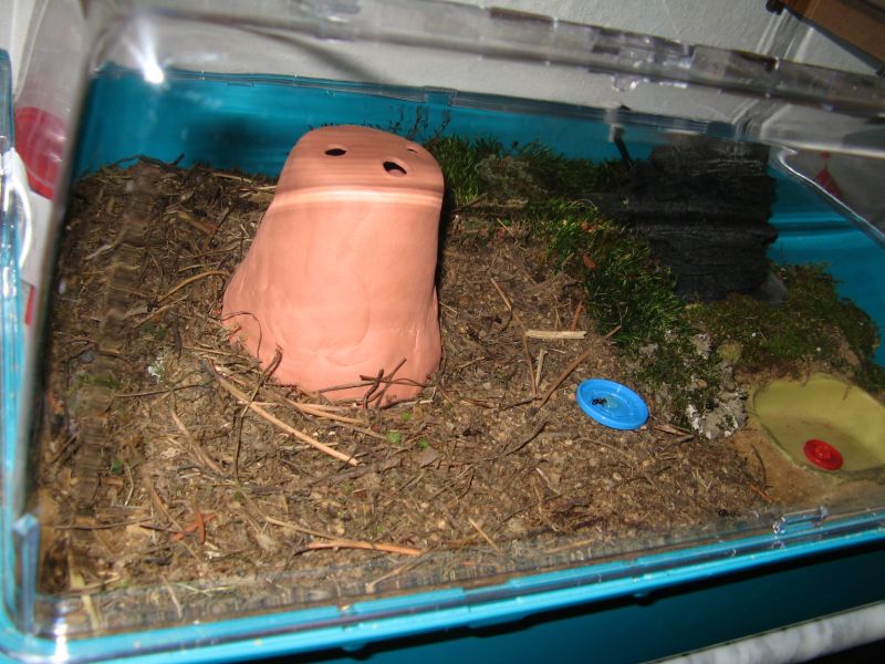 terrario2