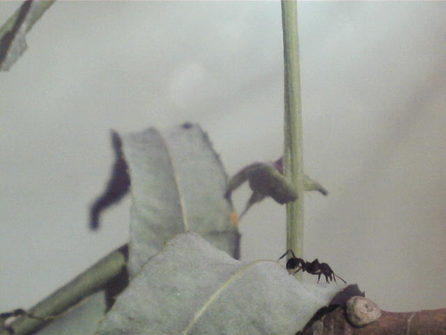 Otra Acro