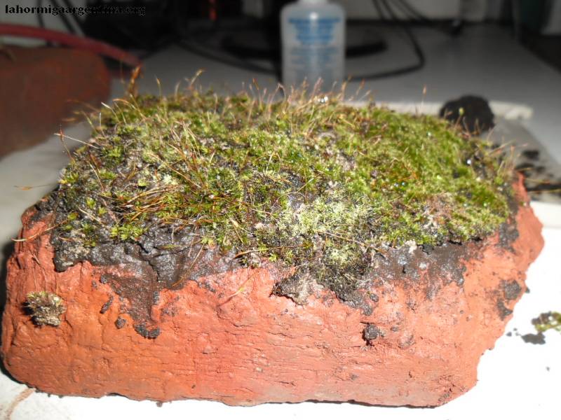 Musgo plantado