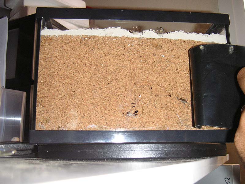 hormiguero C. scutellaris