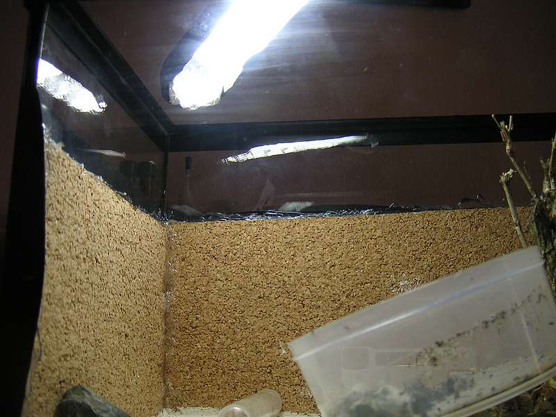 Hormiguero Temnothorax sp