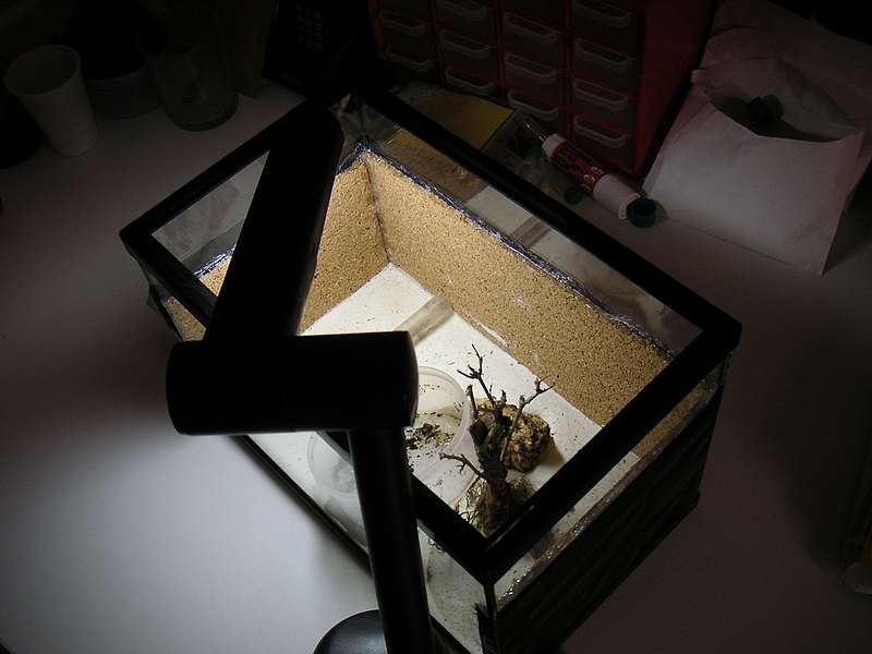 Hormiguero Temnothorax sp