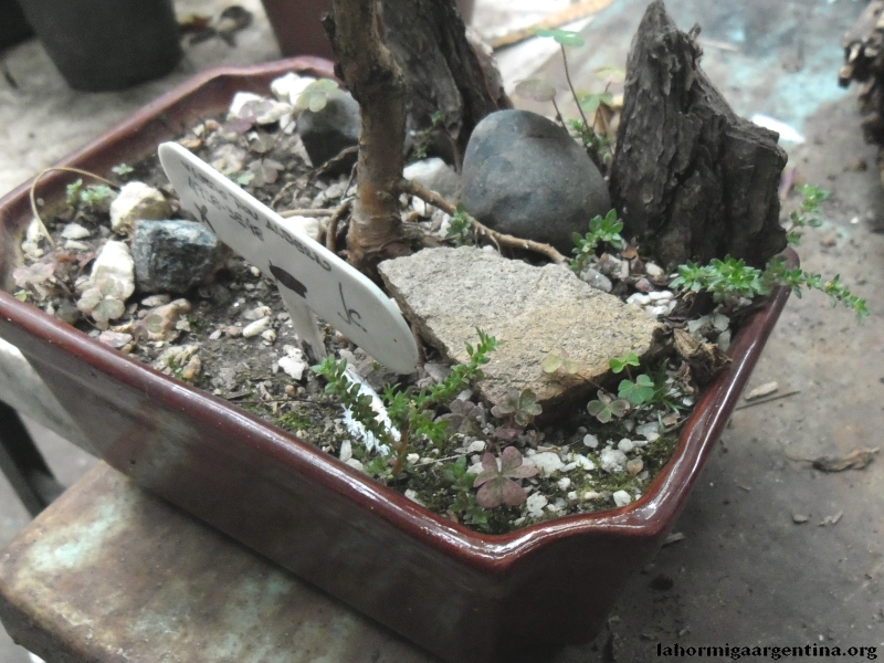 Plantas para pecera 4