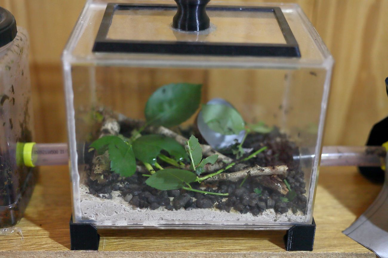Hormigueros de Acromyrmex