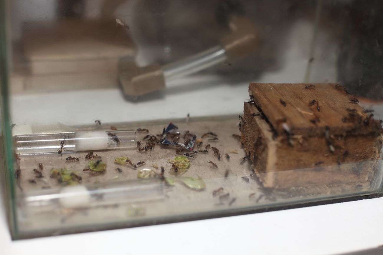 Hormiguero camponotus borelli