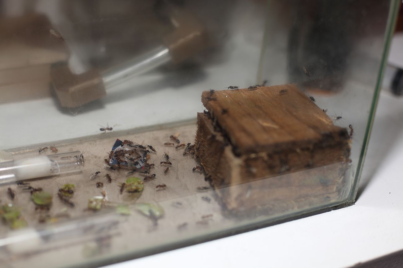 Hormiguero camponotus borelli