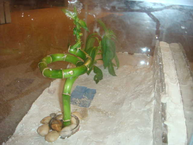 pecera