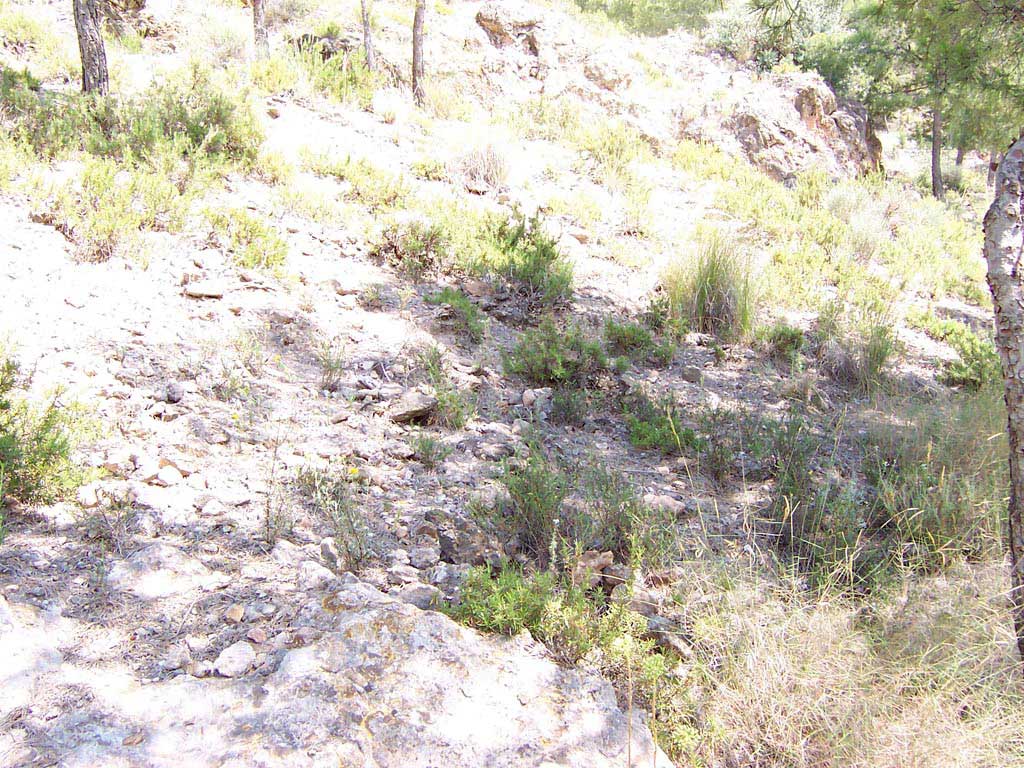 Habitat de Formicas y Camponotus sylvaticus.