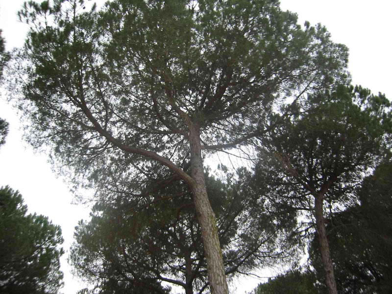 pinospuerto2