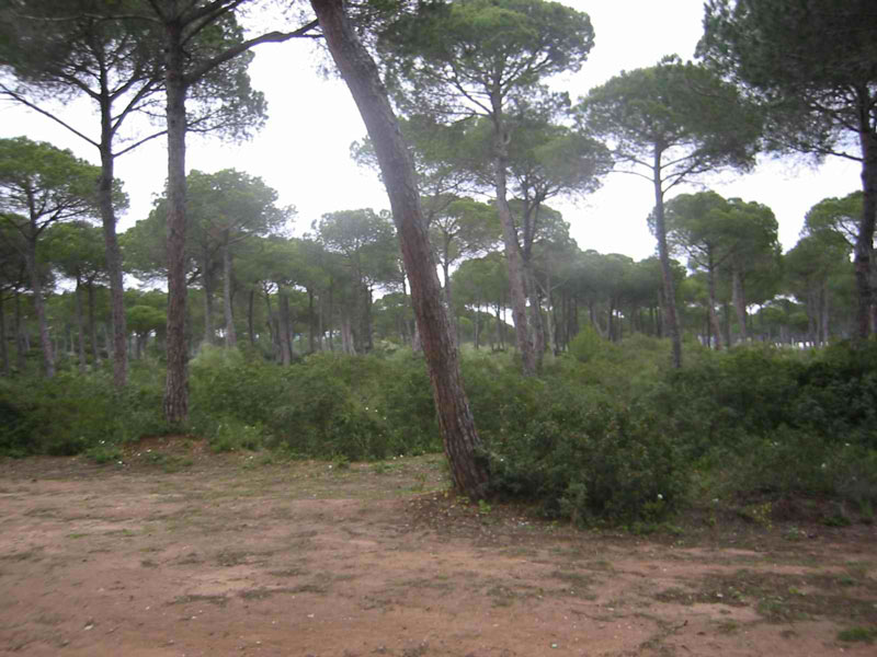 pinospuerto4