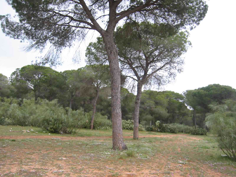 prado de flores y matorral con algun pino.