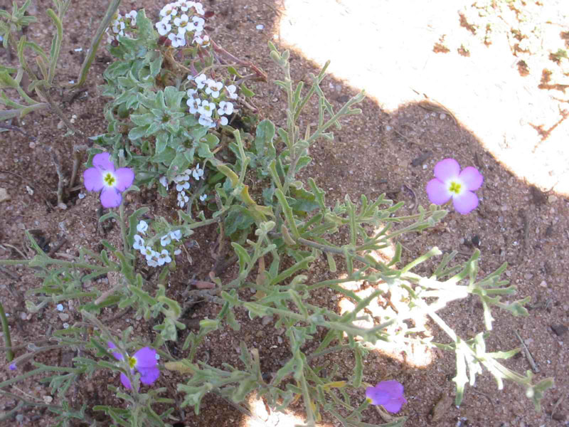 Flores que comen las messor marucanus
