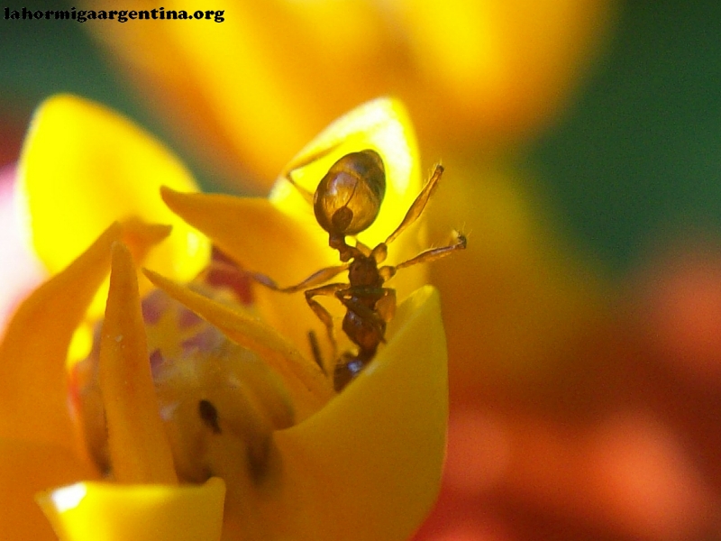 Pheidole en flor_1.