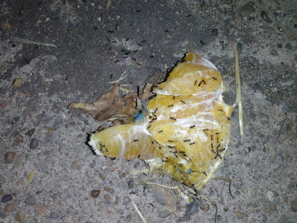n1