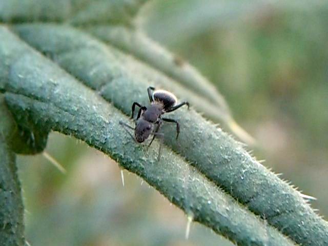 Camponotus mus en el cardo
