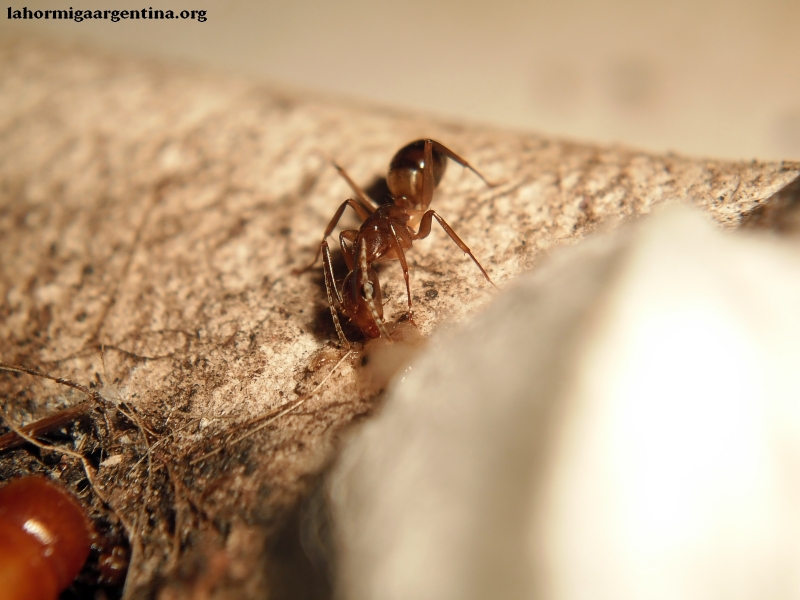 Camponotus en sanitario #5
