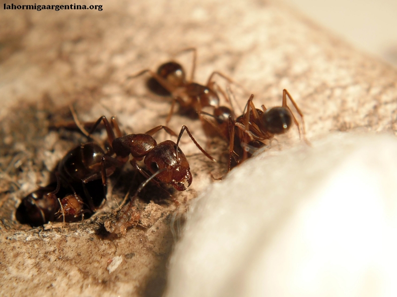 Camponotus en sanitario #7
