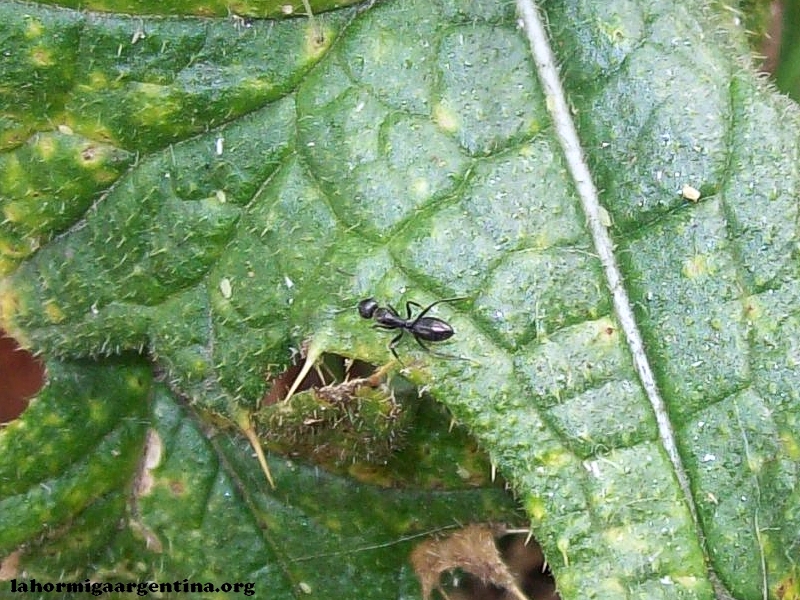 Cardos_camponotus_5