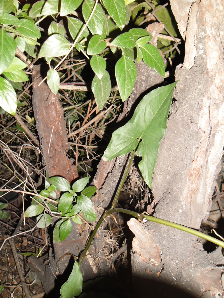 Ciruelo carcomido