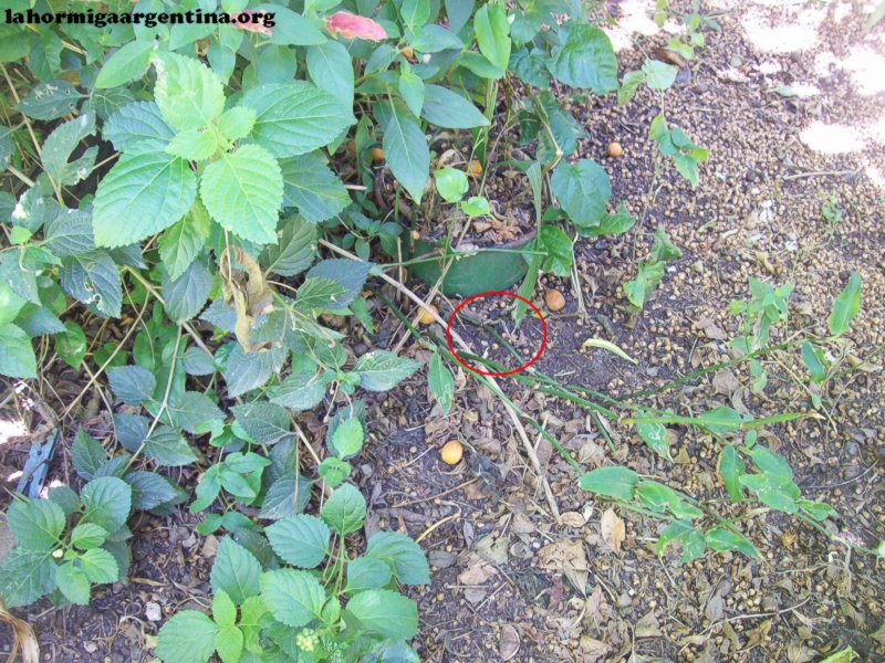 Cyphomyrmex_habitat_2