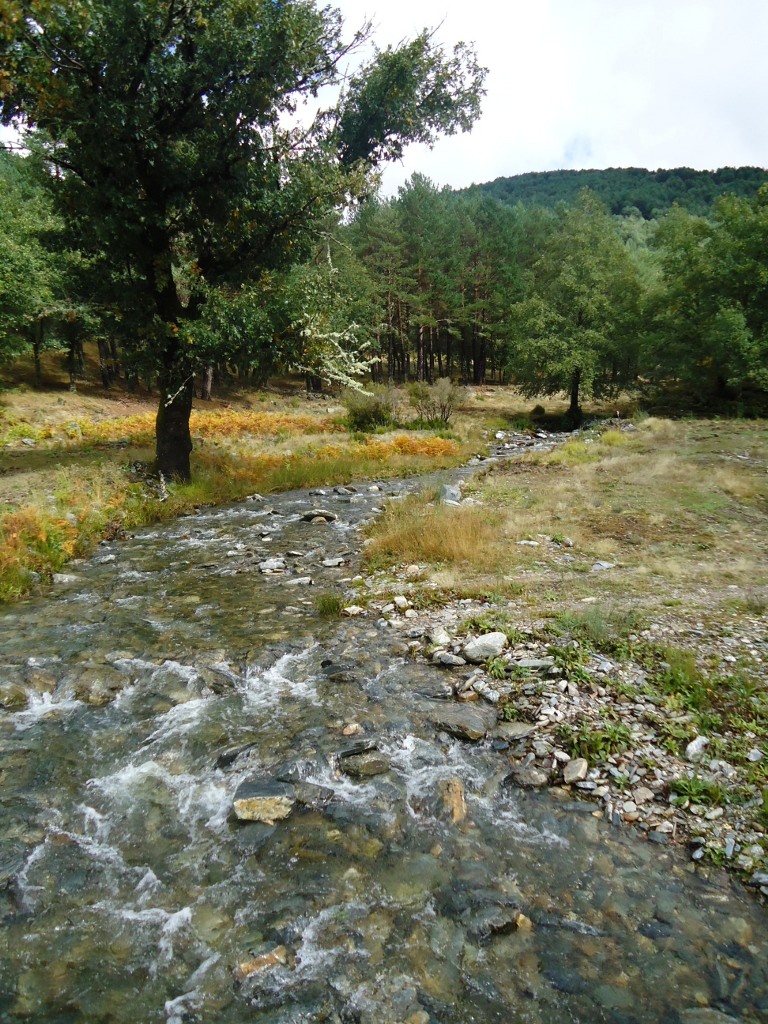 invernadeiro5