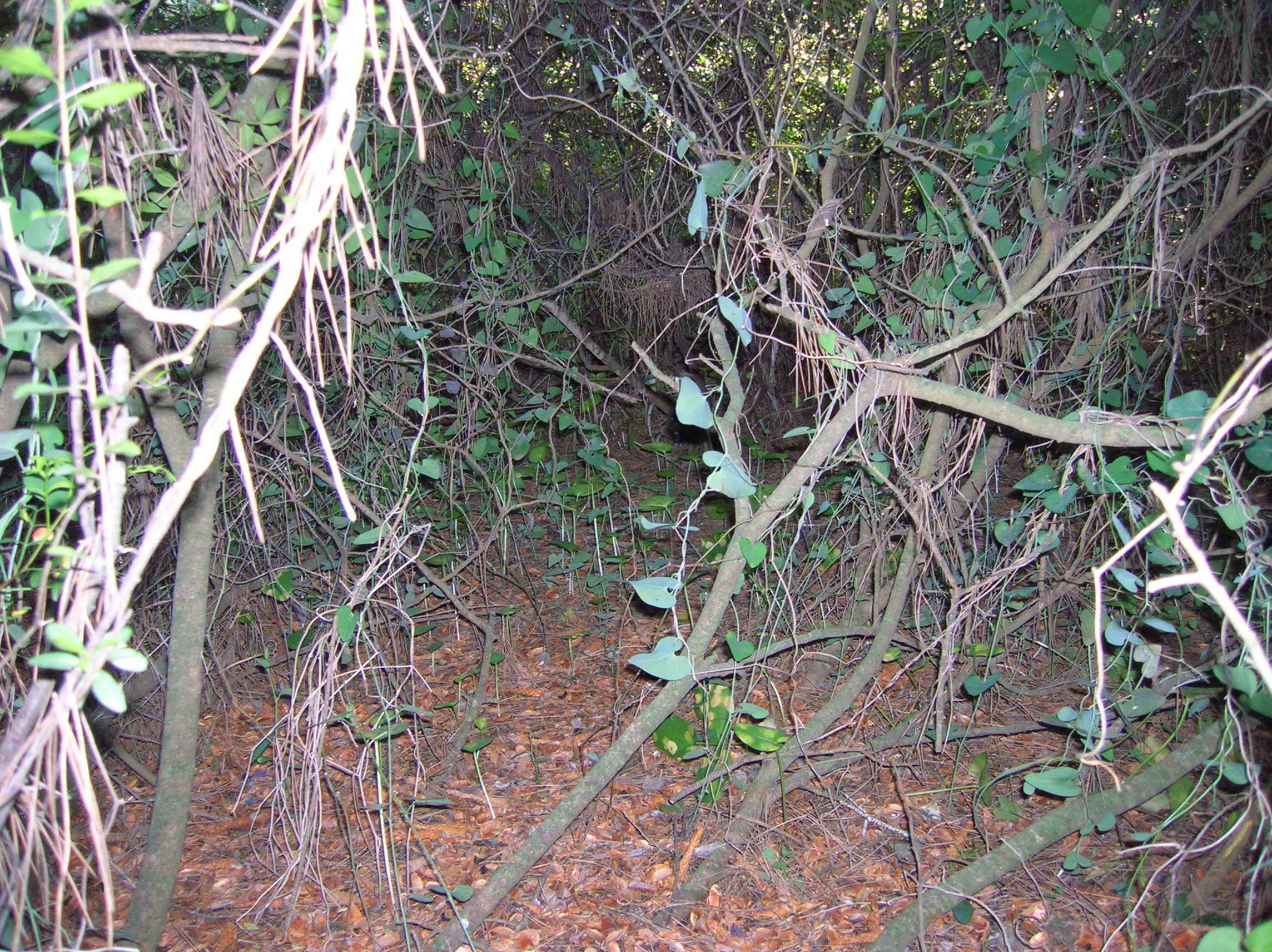bosque muestreo