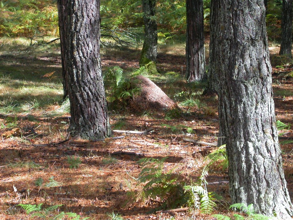 invernadeiro4