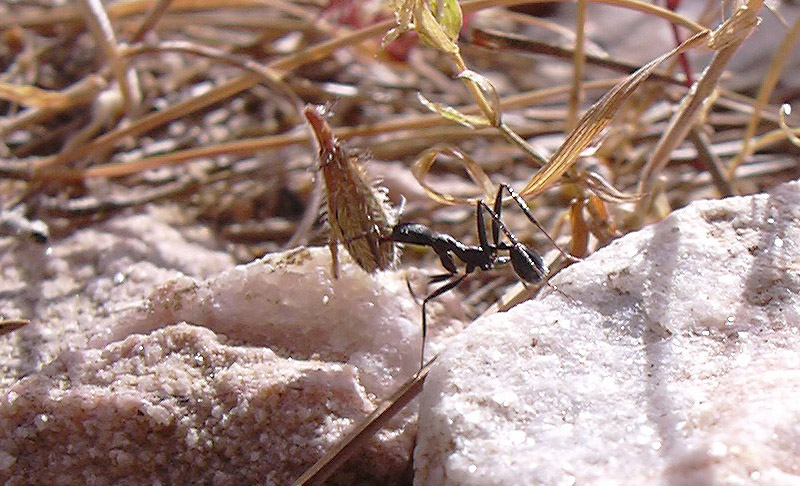 aphaenogaster currando, Jarapalos (sierra mijas)