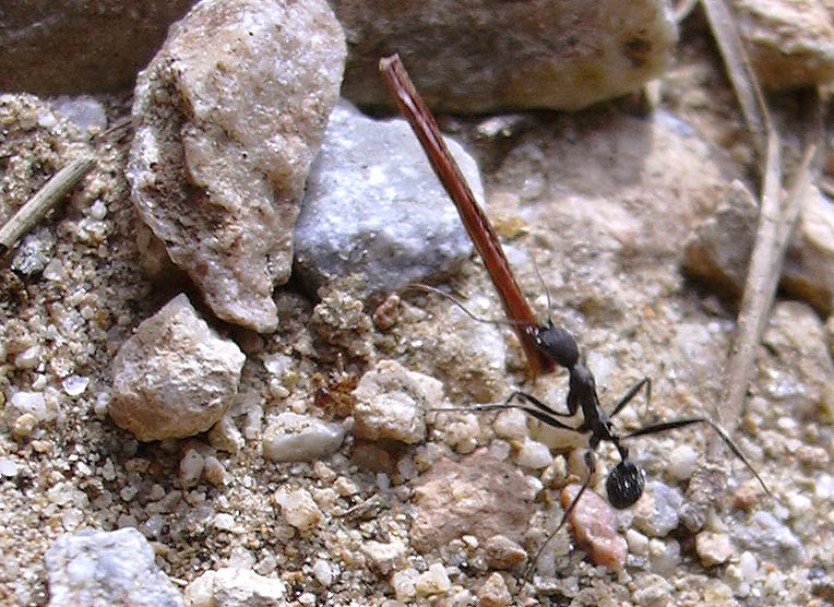 aphaenogaster currando, Jarapalo(sierra mijas)