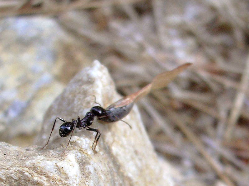 messor currando, Jarapalo (sierra mijas)