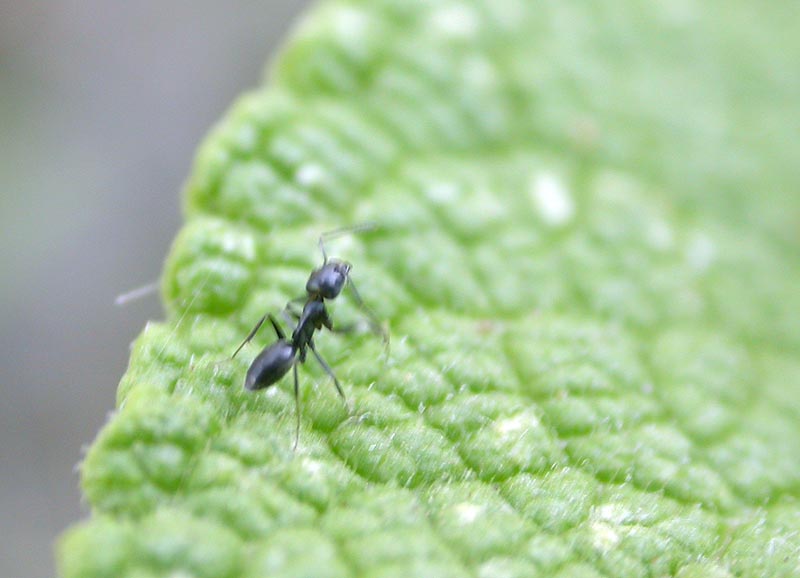 hormiga alimentandose de sabia