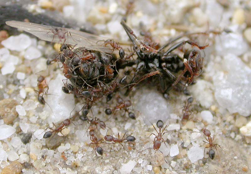 messor barbarus, Mijas 07-10-03