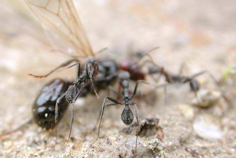 messor barbarus, Mijas 07-10-03
