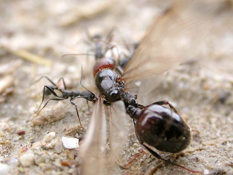 messor barbarus, Mijas 07-10-03