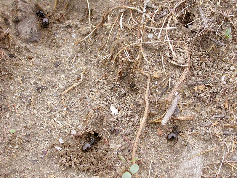 messor barbarus, Mijas 07-10-03
