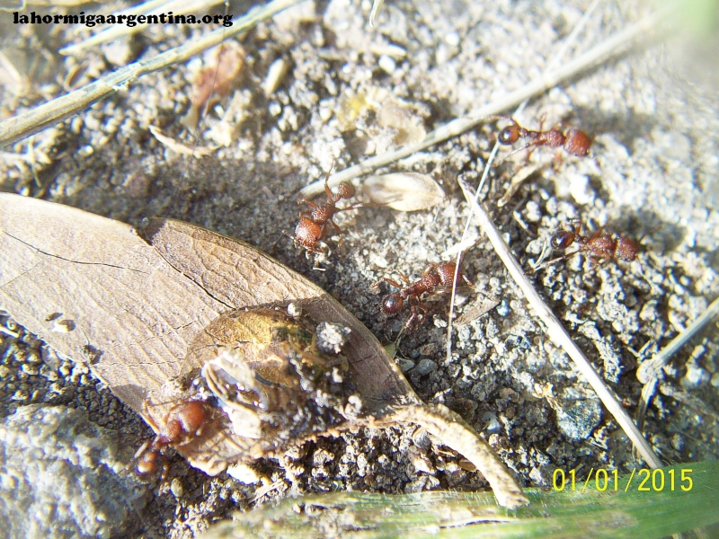 Pogonomyrmex en ecosistema