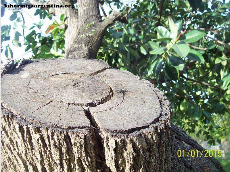 Arbol en ecosistema_1