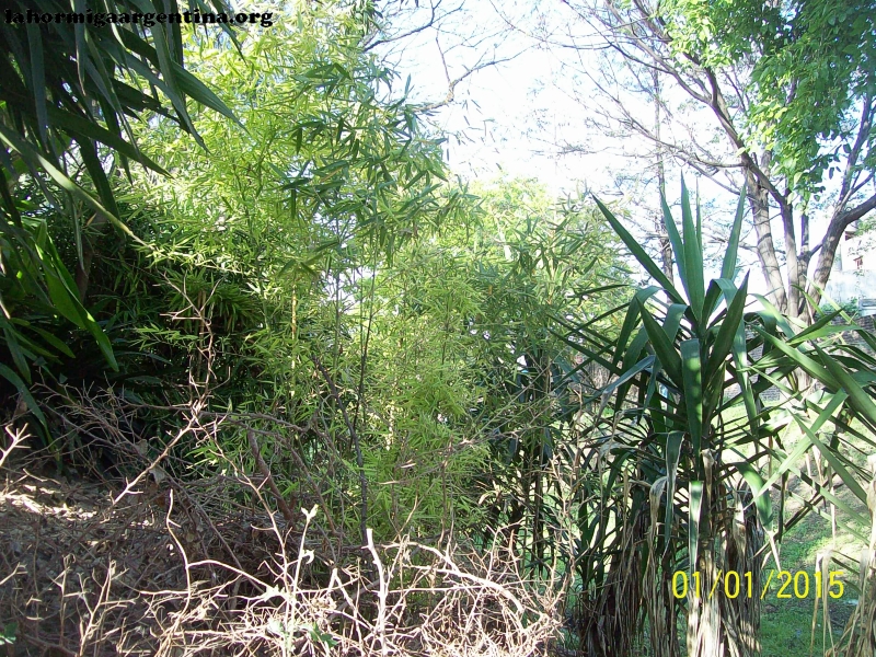 Eco_ca�as huecas