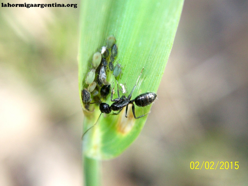 Ecosistema C. sp_4