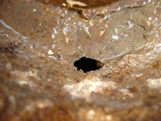 Entrada colonia Pheidole 3