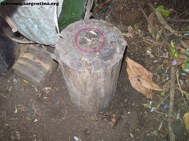 Habitat hypoponeras_2