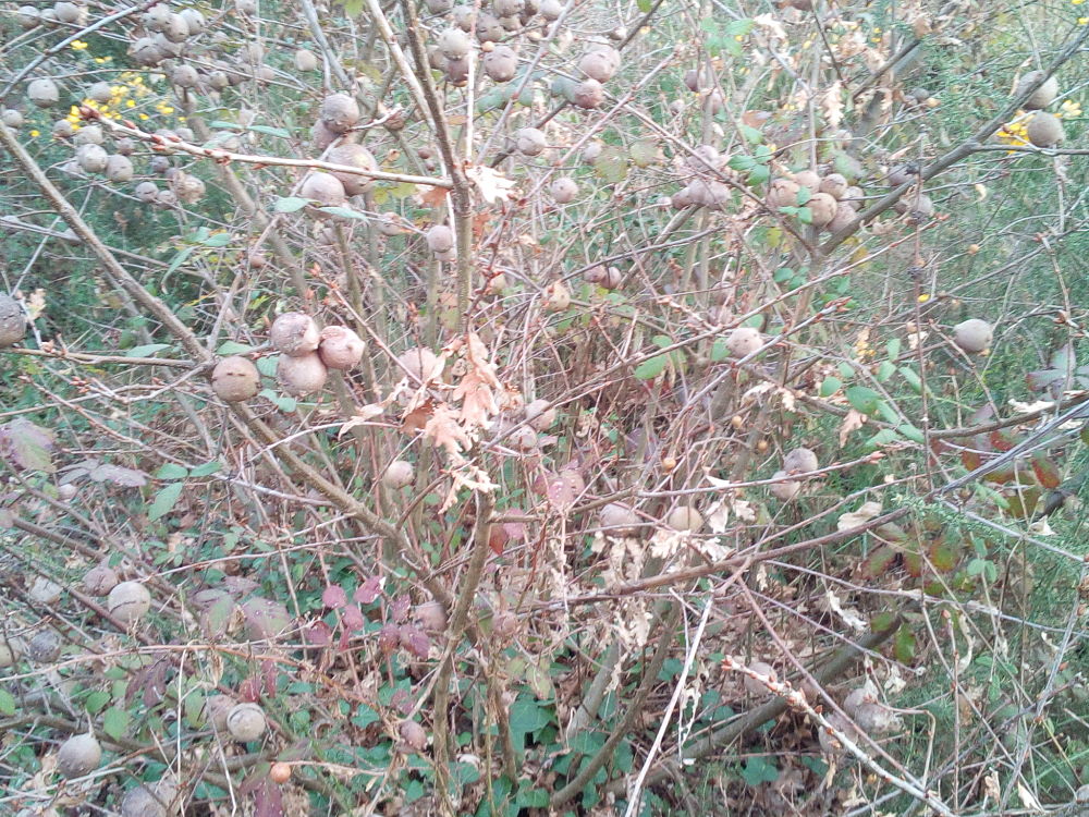 Roble con agallas
